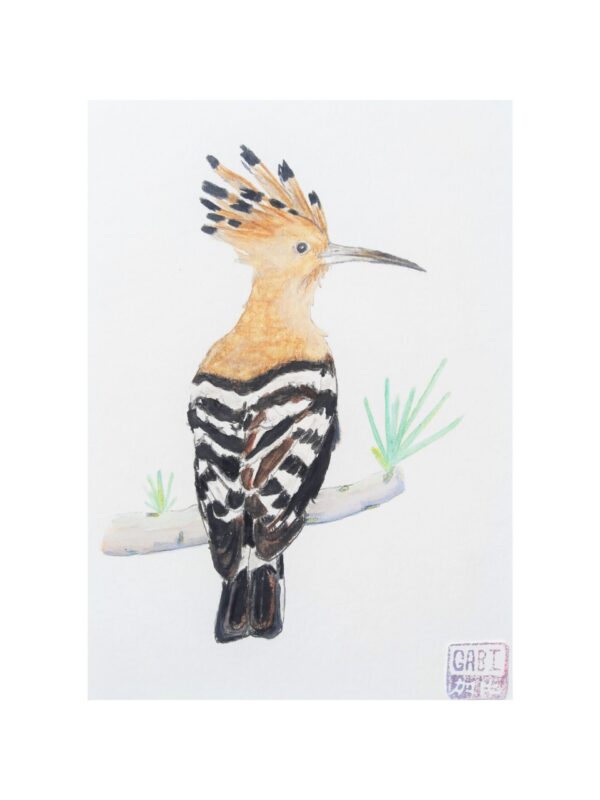 dessin de Huppe fasciée, oiseau migrateur au corps beige orangé et aux ailes rayées de noir et blanc. Une huppe orangée aux bouts noirs orne sa tête.