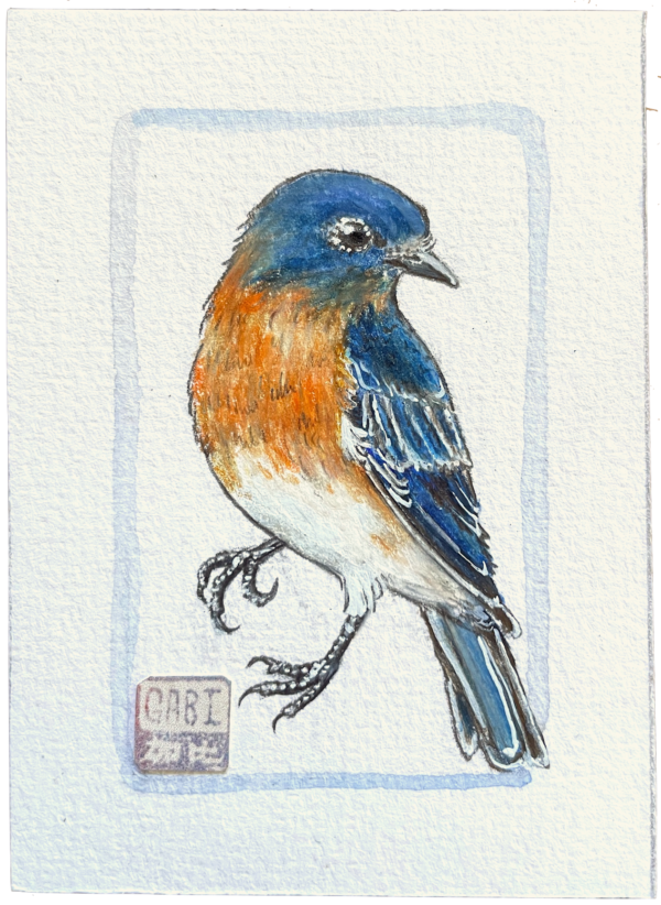 Dessin d'un oiseau coloré, le Merlebleu de l'Est. Un petit format. Sur le bas gauche le tampon de l'artiste, Gabi Calaca.