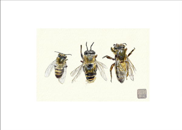 Les Abeilles – Tirage A6 – Image 2