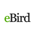 Lettres stylisées "eBird", le e en vert et Bird en noir, sur fond blanc.